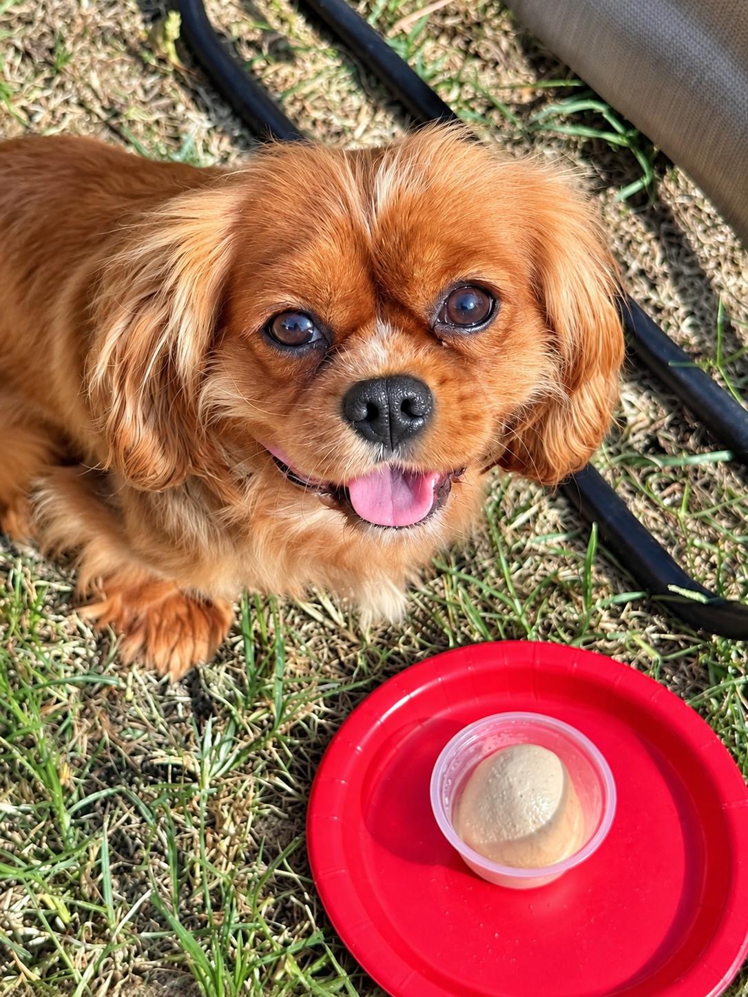 Enlarge Ida, a Adoptable Cavalier King Charles Spaniel in Lee's Summit, MO image 3/3