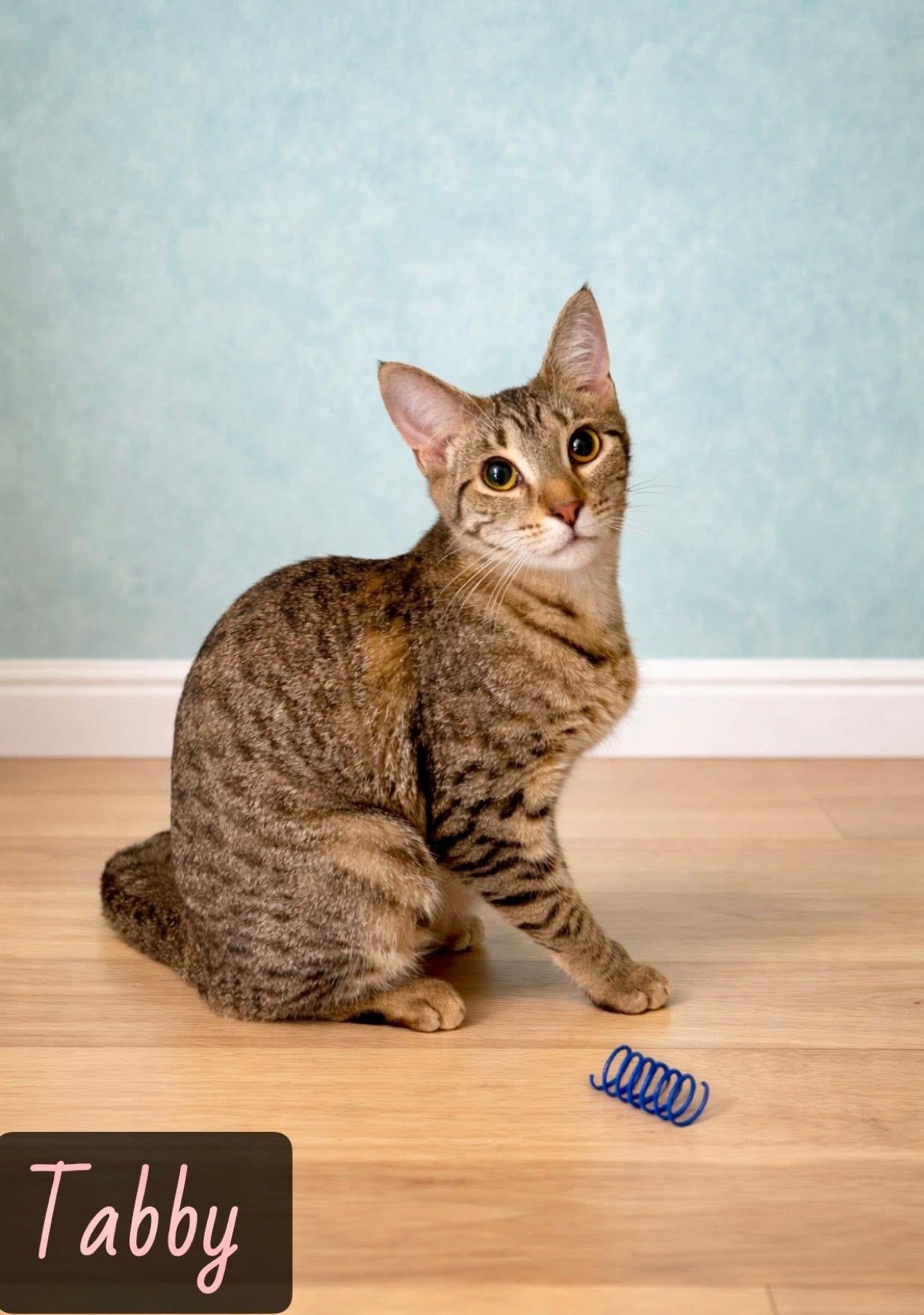 Enlarge Tabby, a ADOPTABLE mixed breed in Englewood, FL image 1/1
