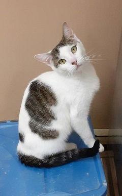 Alexis, Adoptable, Young Female Domestic Short Hair.