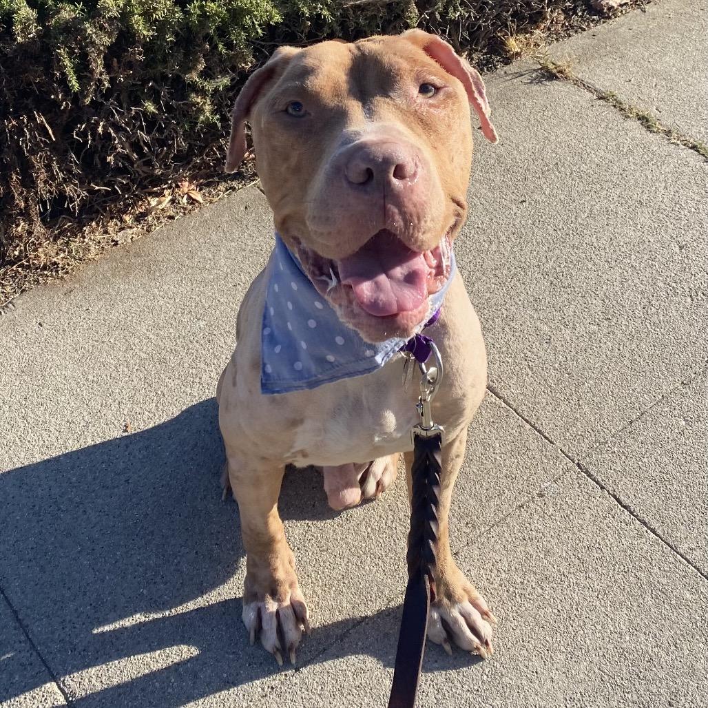 Finnegan, Adoptable, Adult Male Pit Bull Terrier.