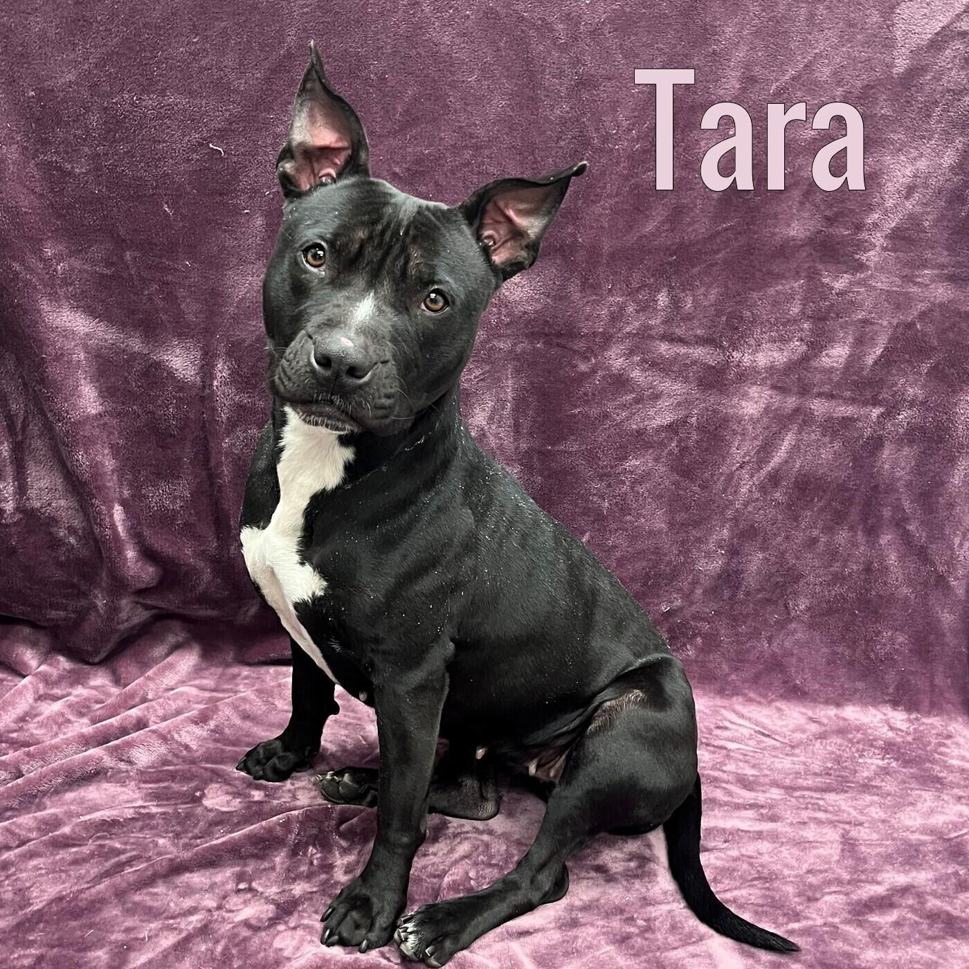Tara, ADOPTABLE, Adult Female Pit Bull Terrier.