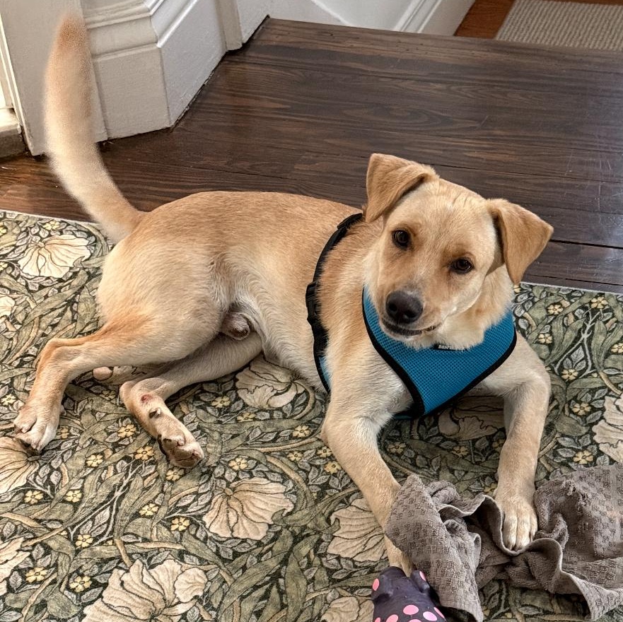 Enlarge Vanilla - The Sweetest Scoop of a Pup!, a Adoptable Yellow Labrador Retriever in GREAT NECK , NY image 4/6