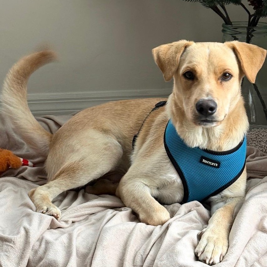 Enlarge Vanilla - The Sweetest Scoop of a Pup!, a Adoptable Yellow Labrador Retriever in GREAT NECK , NY image 1/6