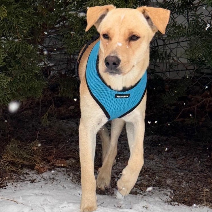 Enlarge Vanilla - The Sweetest Scoop of a Pup!, a Adoptable Yellow Labrador Retriever in GREAT NECK , NY image 5/6