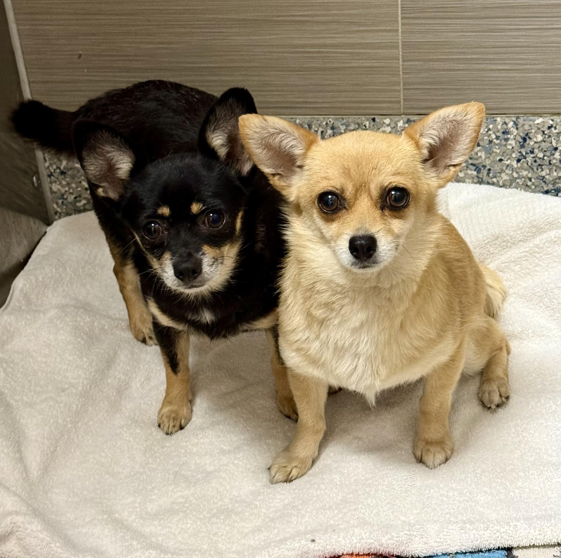 Daisey, a ADOPTABLE Chihuahua in Los Alamitos, CA image 5/6