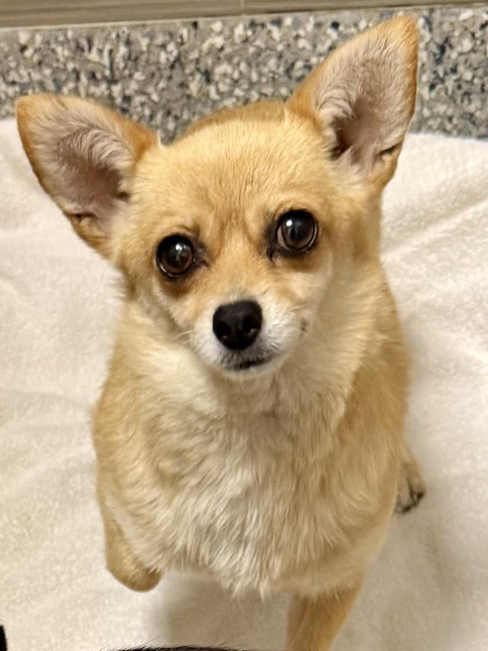 Daisey, a ADOPTABLE Chihuahua in Los Alamitos, CA image 2/6