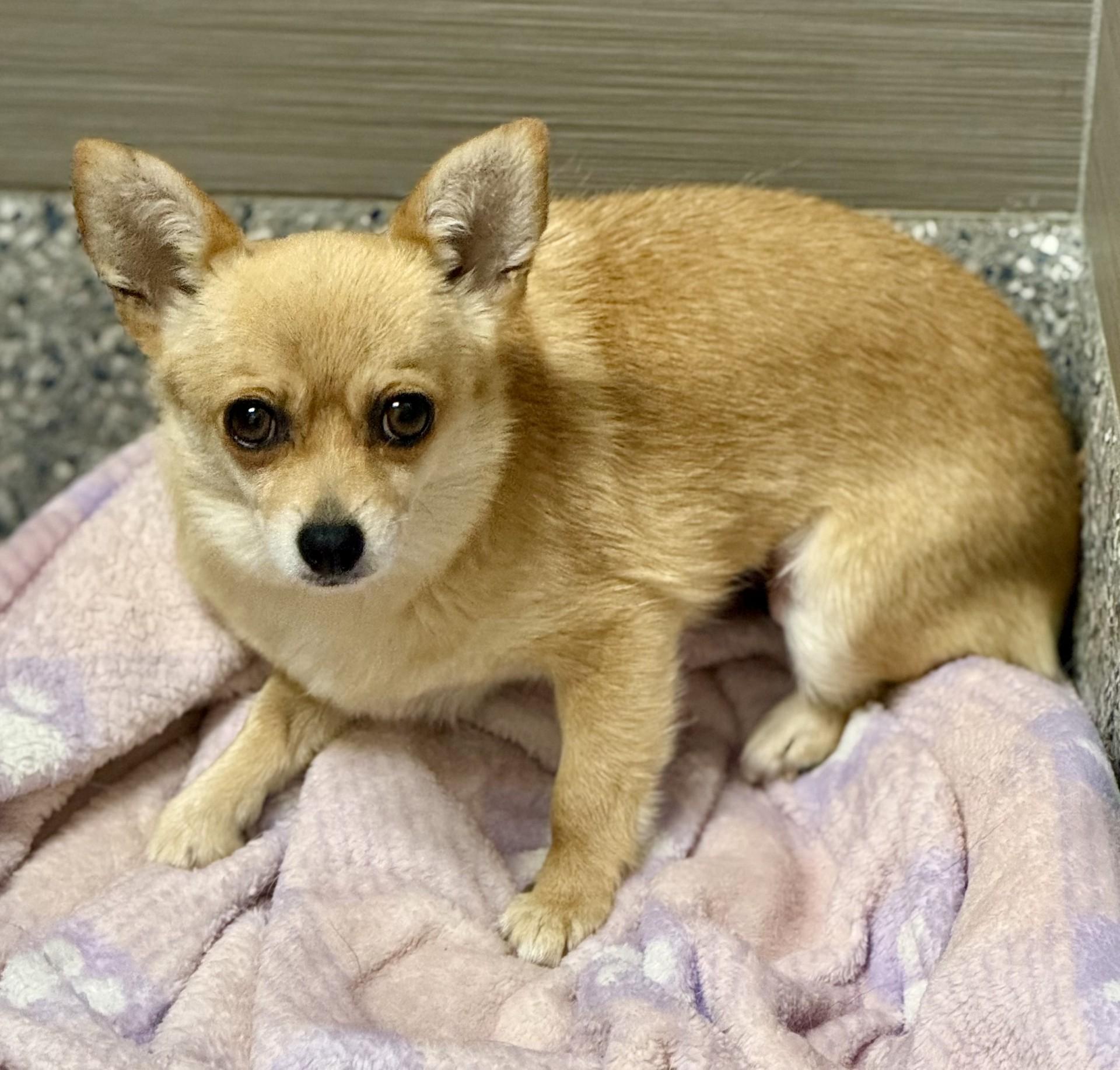 Daisey, a ADOPTABLE Chihuahua in Los Alamitos, CA image 3/6