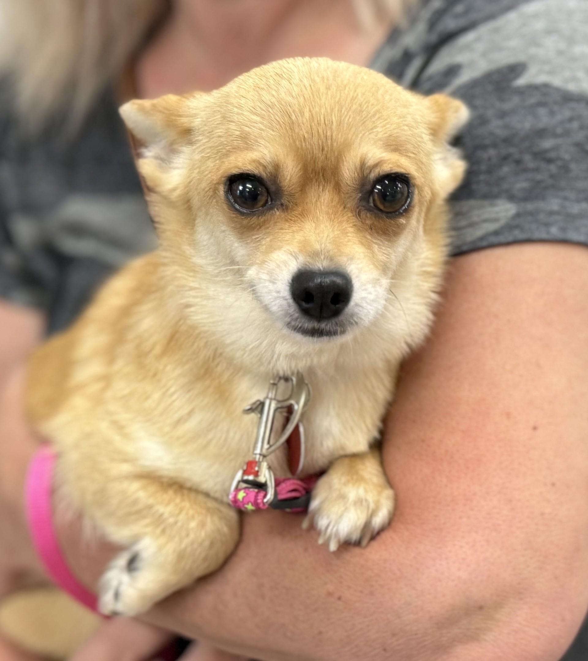 Daisey, a ADOPTABLE Chihuahua in Los Alamitos, CA image 1/6