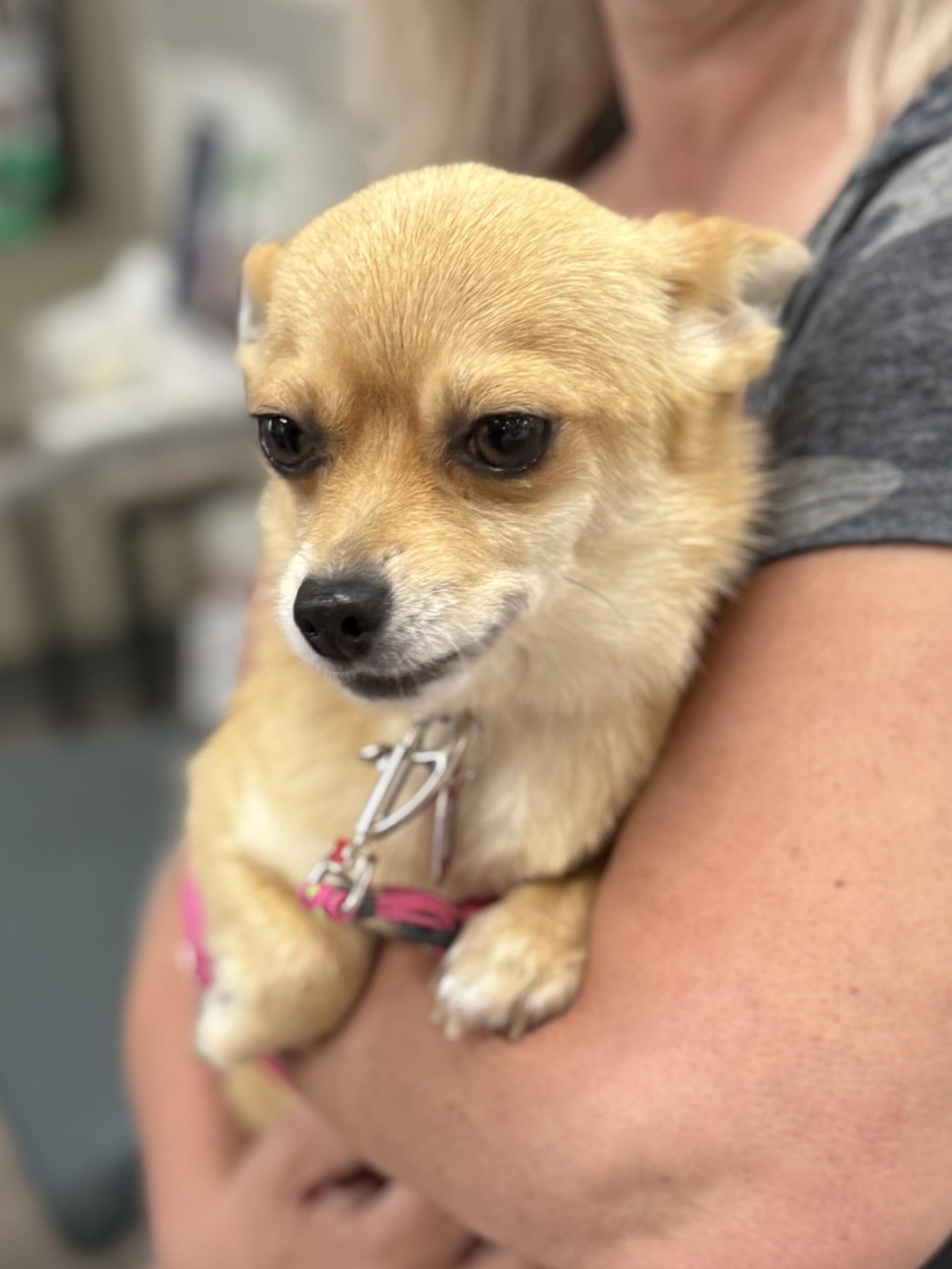 Daisey, a ADOPTABLE Chihuahua in Los Alamitos, CA image 6/6