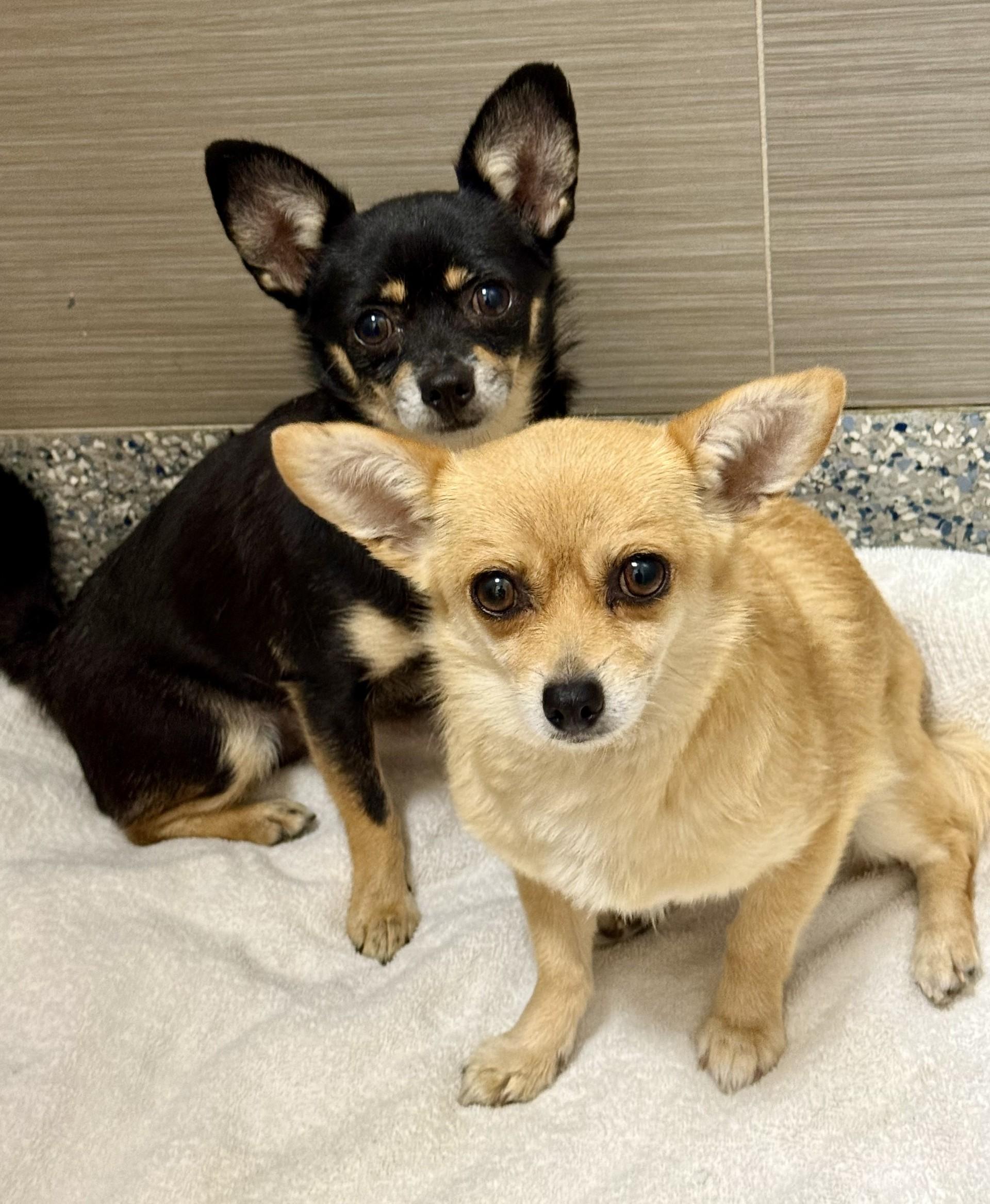 Daisey, a ADOPTABLE Chihuahua in Los Alamitos, CA image 4/6