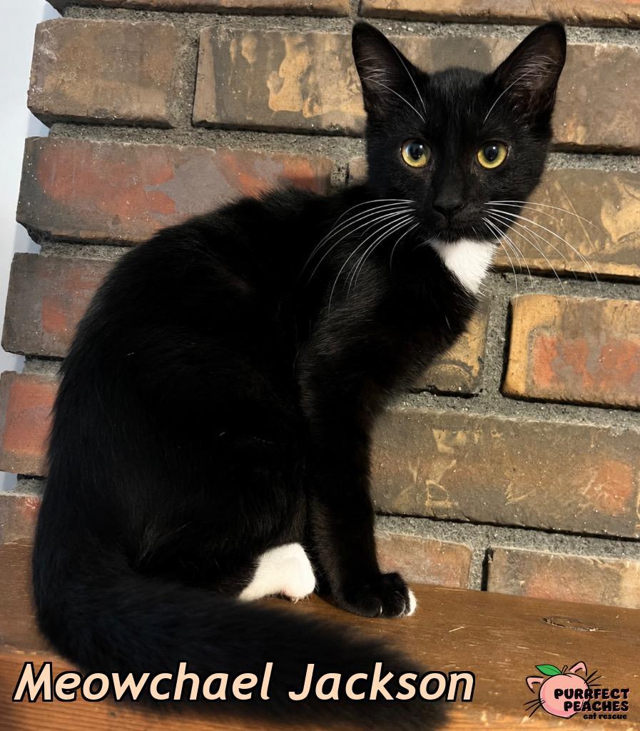 Enlarge Meowchael Jackson, a Adoptable mixed breed in Douglasville, GA image 2/2