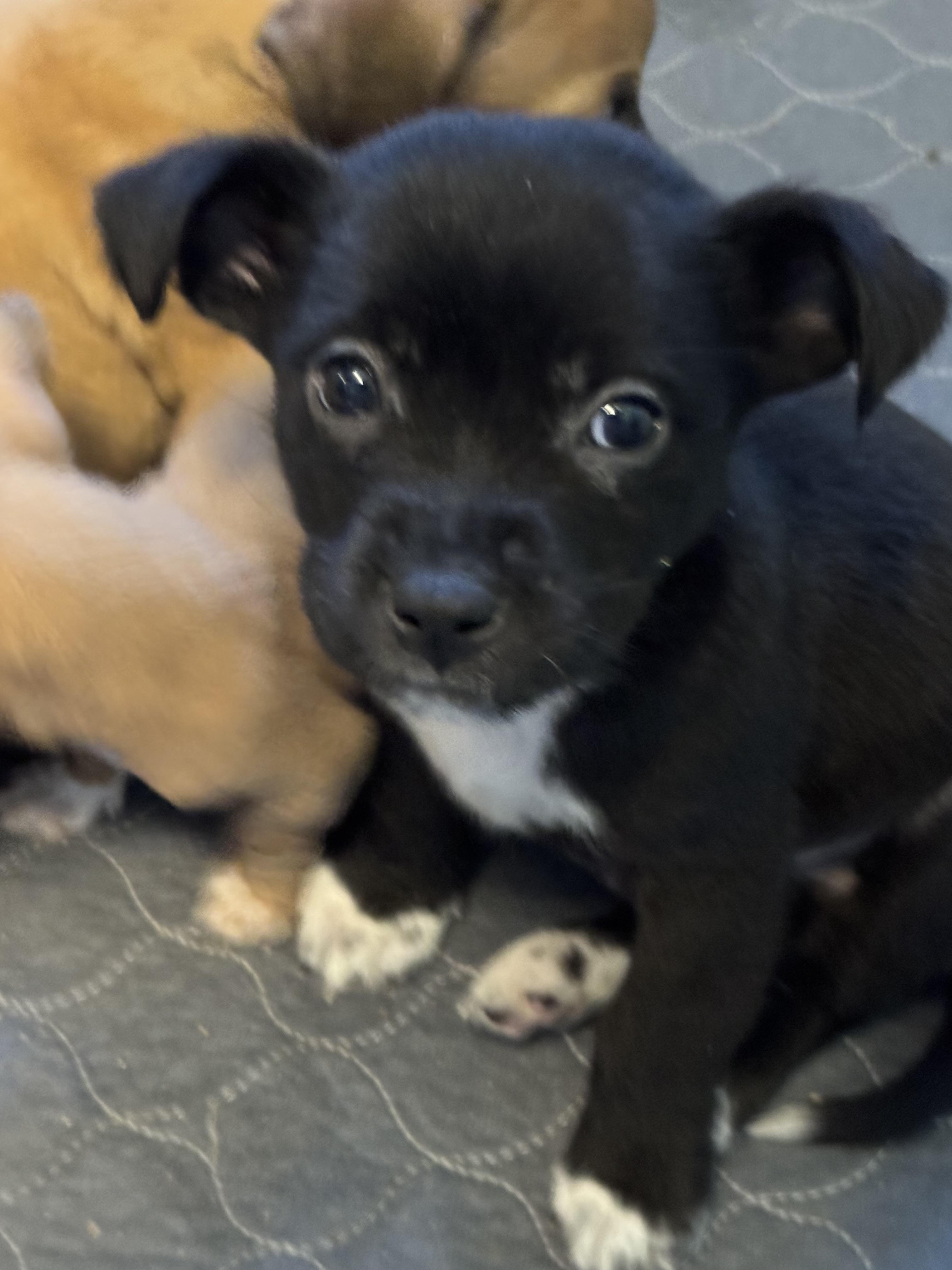 Enlarge Jim, a ADOPTABLE mixed breed in Collingswood, NJ image 4/5