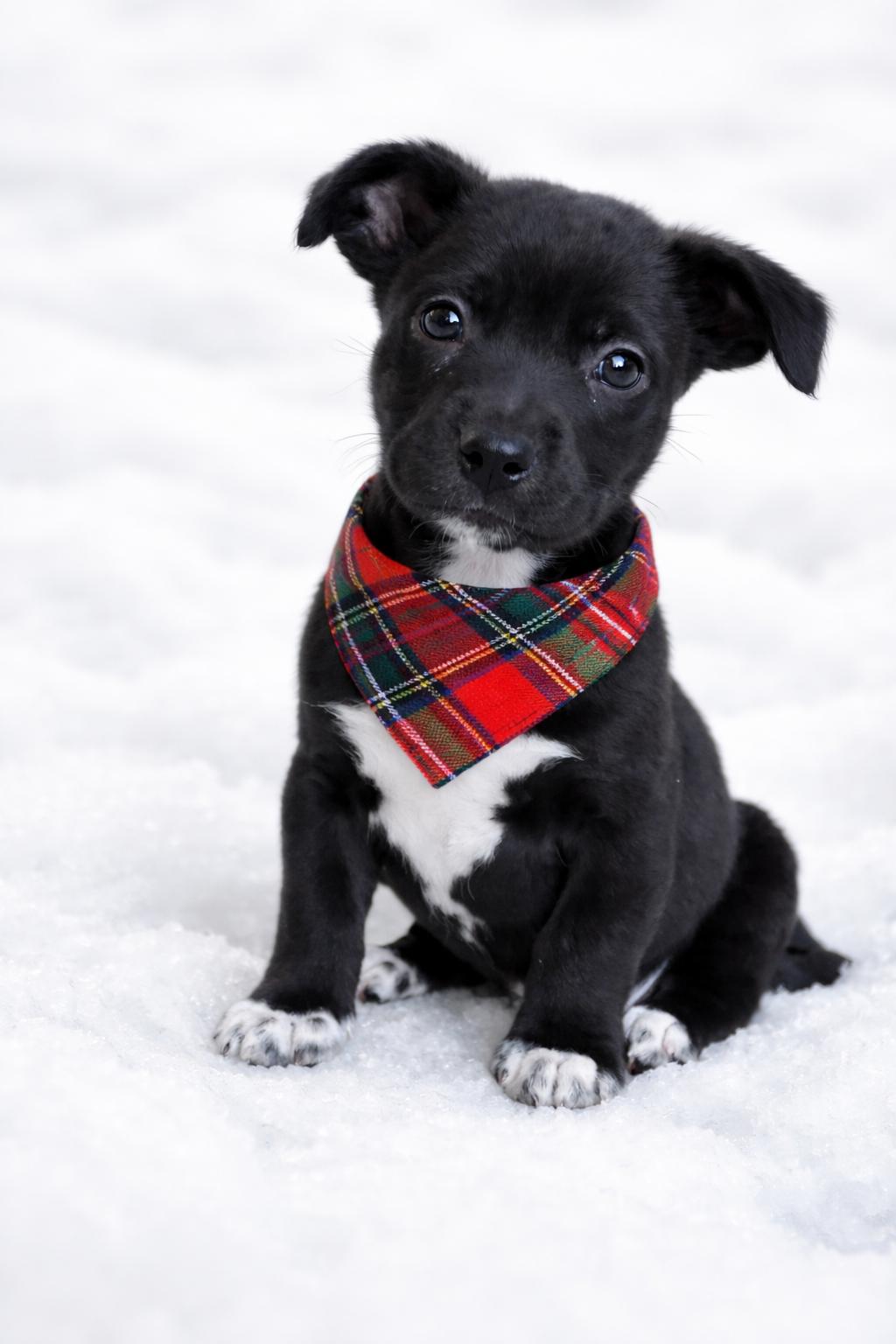 Jim, ADOPTABLE, Puppy Male Shetland Sheepdog / Sheltie.