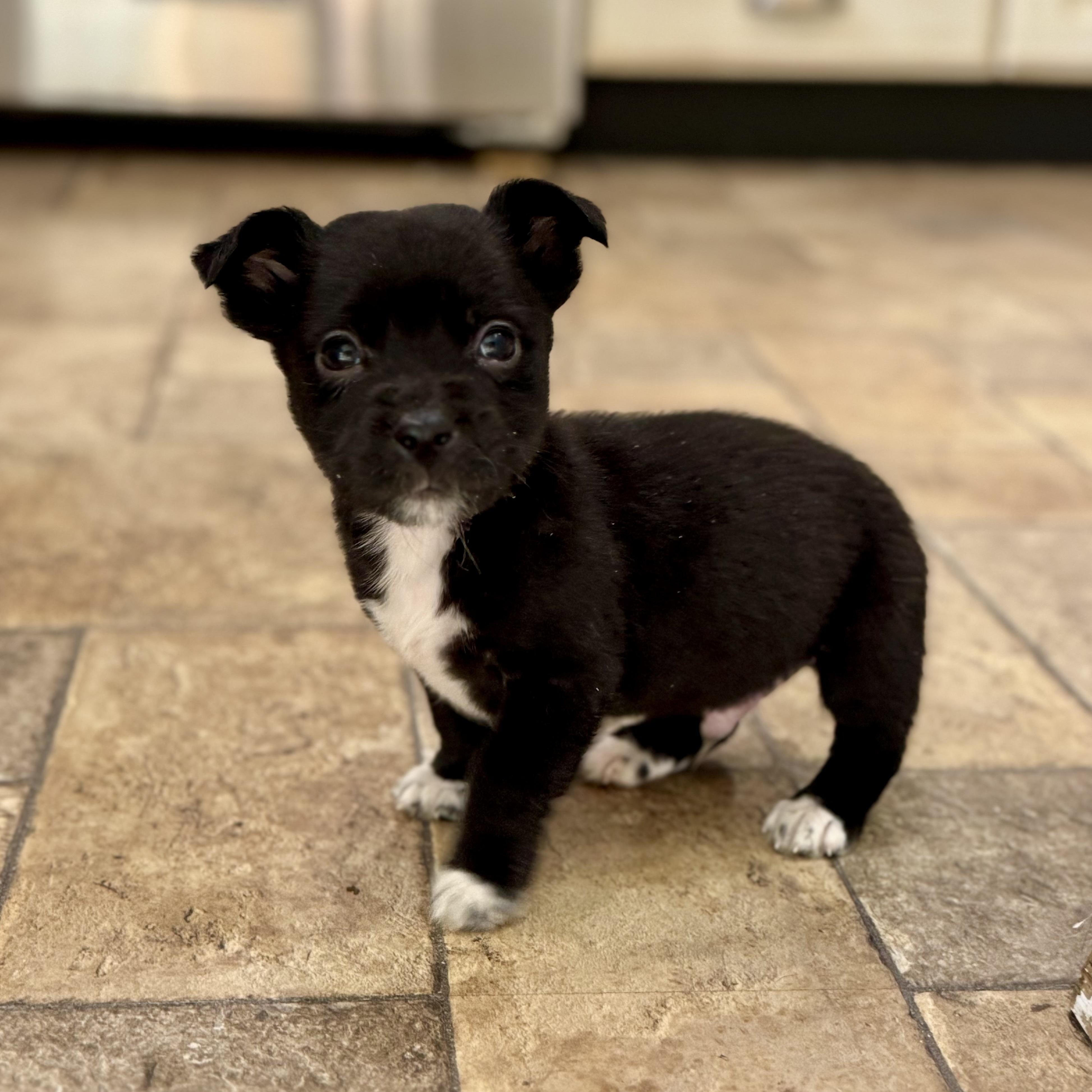 Enlarge Jim, a ADOPTABLE mixed breed in Collingswood, NJ image 2/5