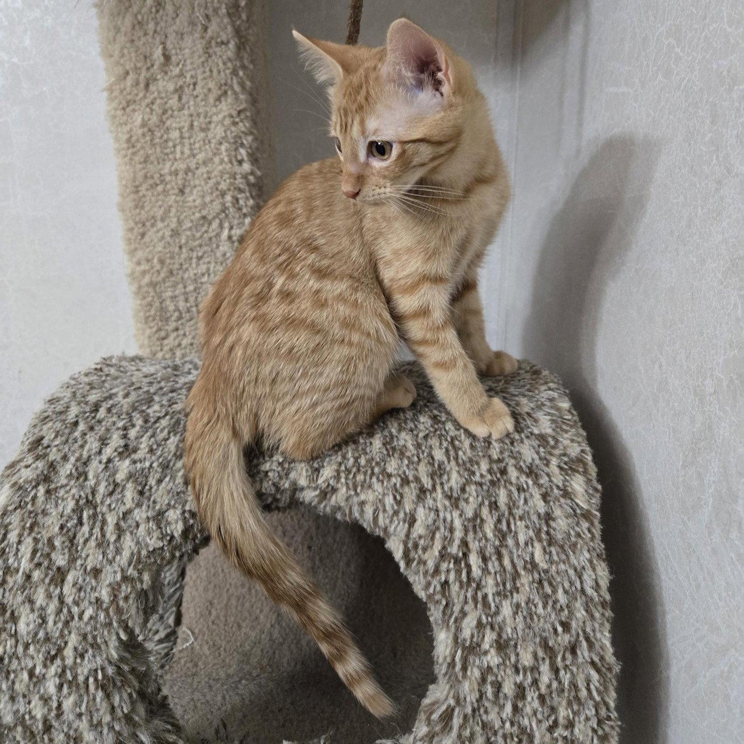 Sunny D, Adoptable, Kitten Female Tabby & Domestic Short Hair.
