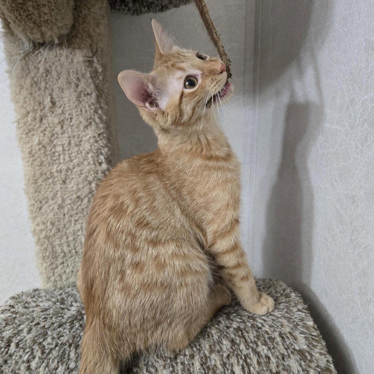 Sunny D, a Adoptable mixed breed in Garland, TX image 2/2