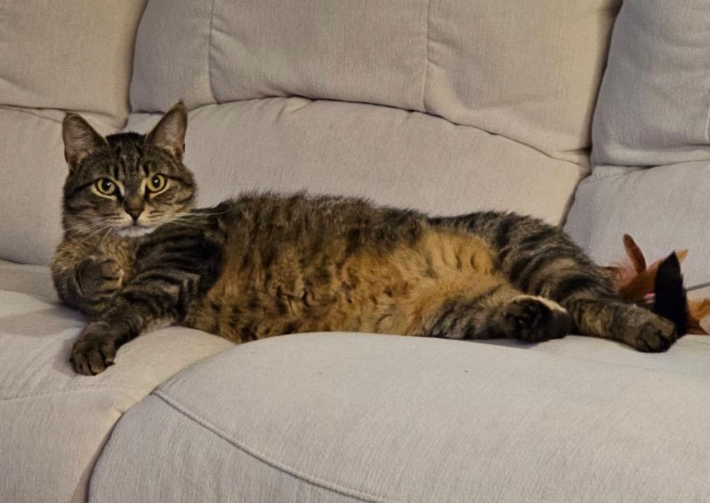 Loteria, a Adoptable mixed breed in Hampton, VA image 5/5