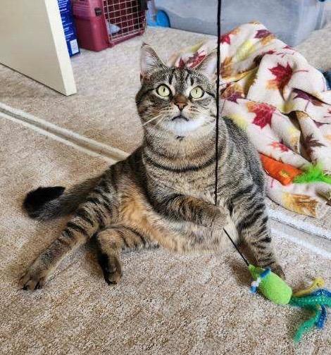 Loteria, a Adoptable mixed breed in Hampton, VA image 5/5