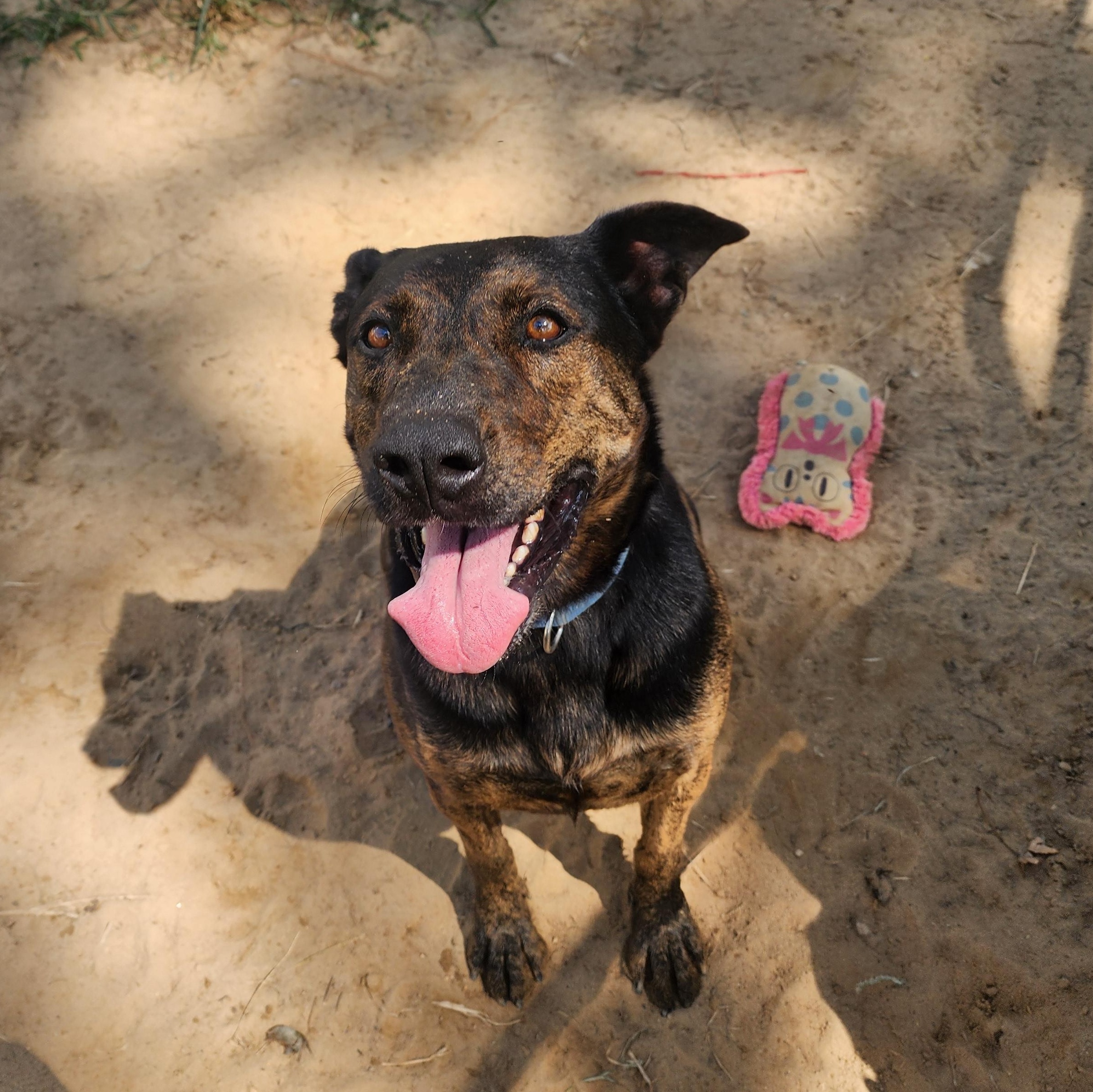 Bubbles, Adoptable, Adult Female Mixed Breed.