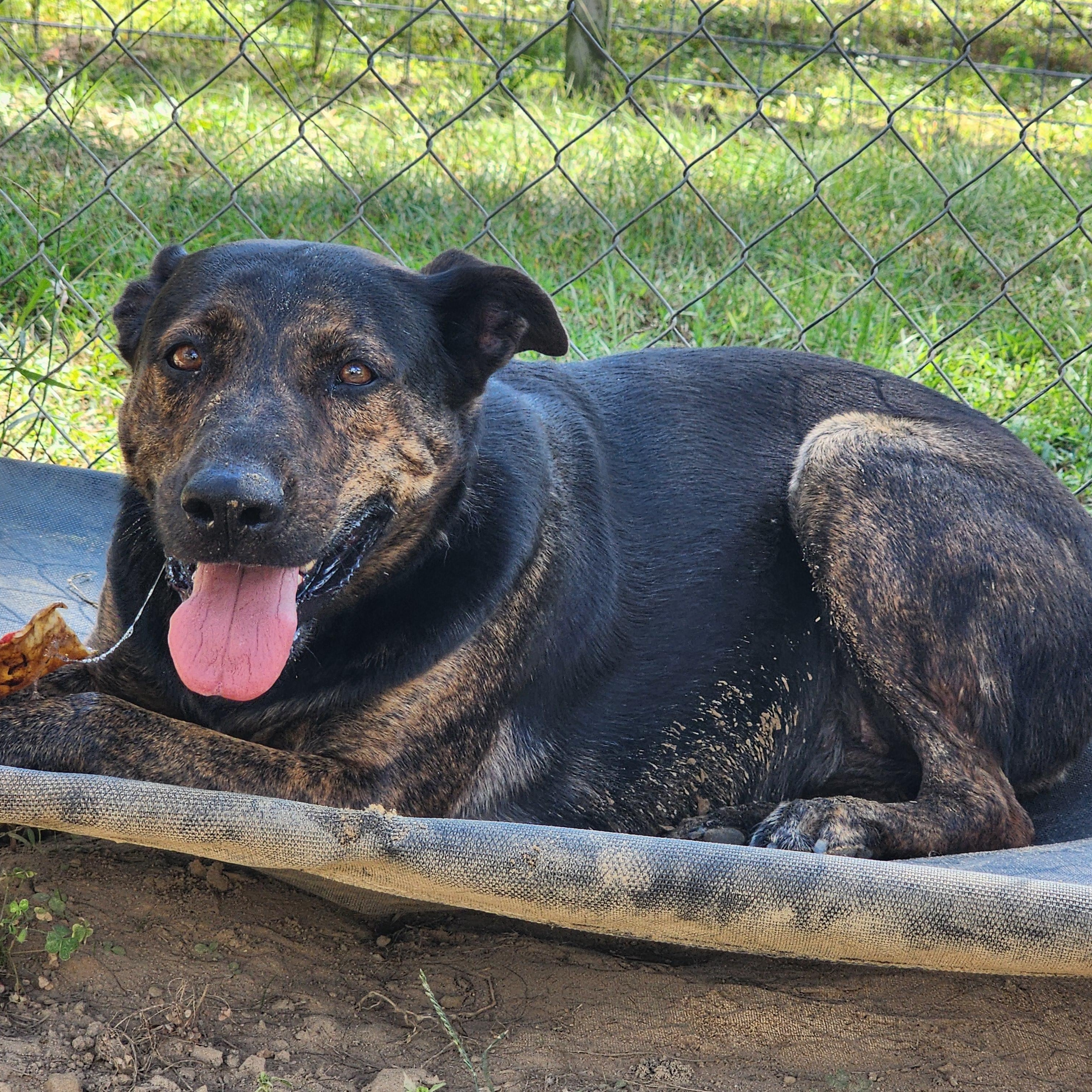 Enlarge Bubbles, a Adoptable Mixed Breed in Benson, NC image 2/4