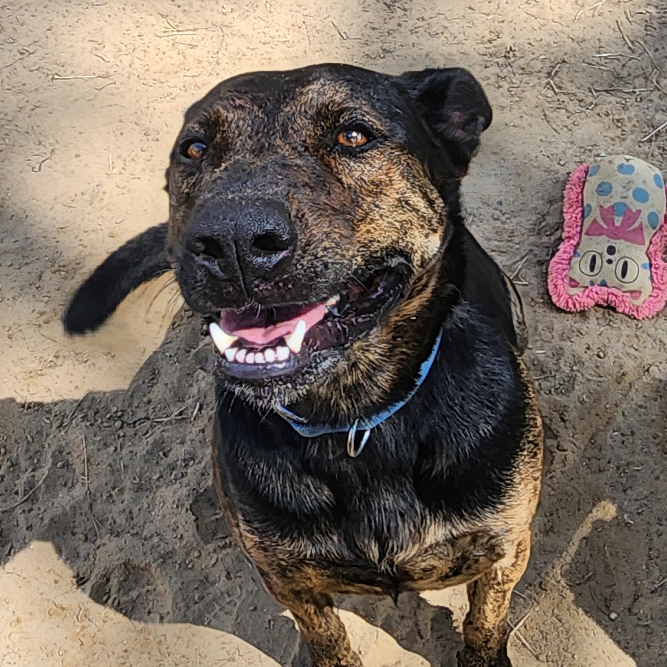Enlarge Bubbles, a Adoptable Mixed Breed in Benson, NC image 3/4