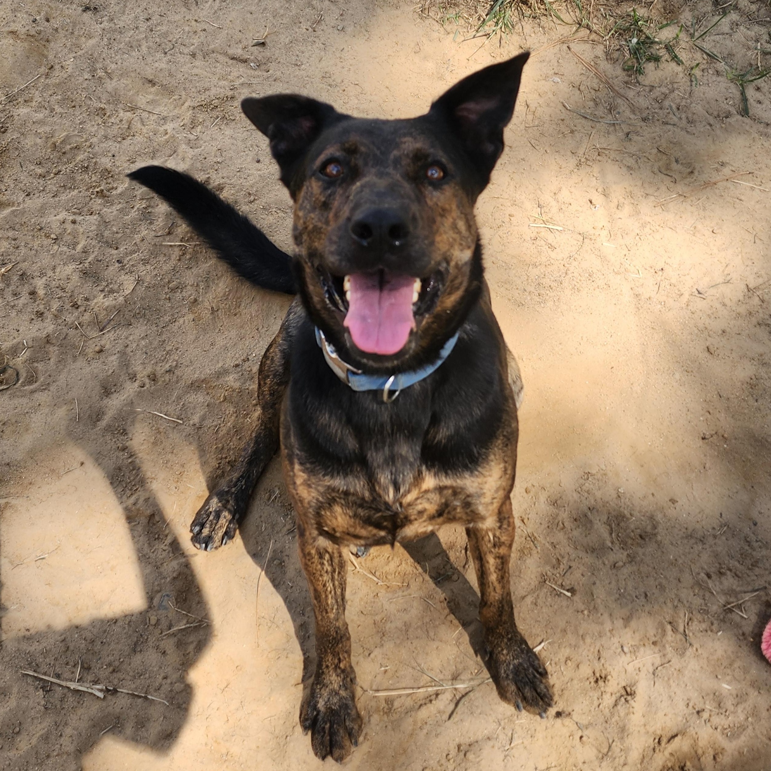 Enlarge Bubbles, a Adoptable Mixed Breed in Benson, NC image 4/4