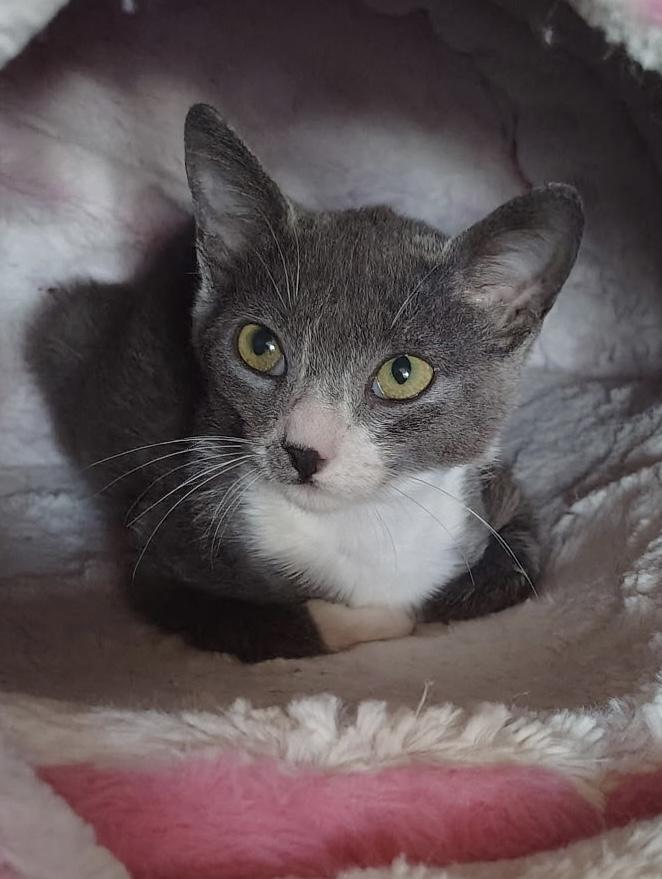 Lucky, adopted, Kitten Female Domestic Short Hair & Russian Blue.