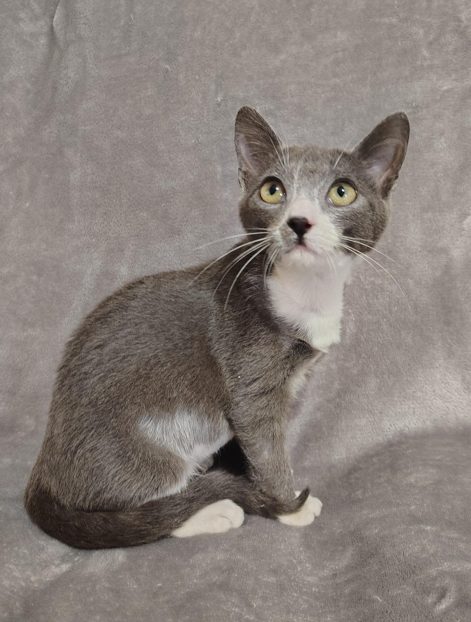 Enlarge Lucky, an adopted mixed breed in Houston, TX image 2/5