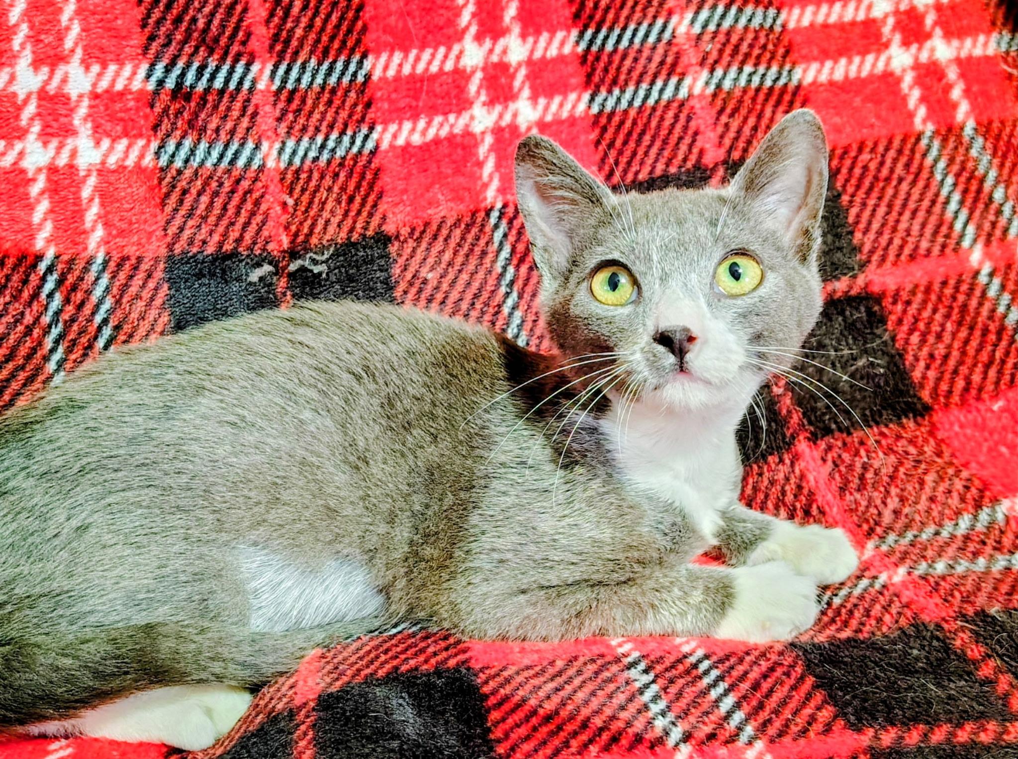 Enlarge Lucky, an adopted mixed breed in Houston, TX image 4/5