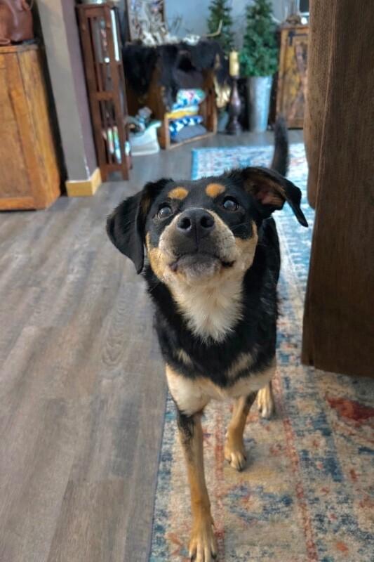 Sadie, Adoptable, Adult Female Hound & Mixed Breed.