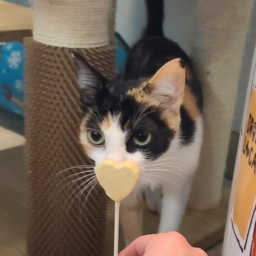 Enlarge Sage, a Adoptable American Shorthair in Galveston, TX image 1/4