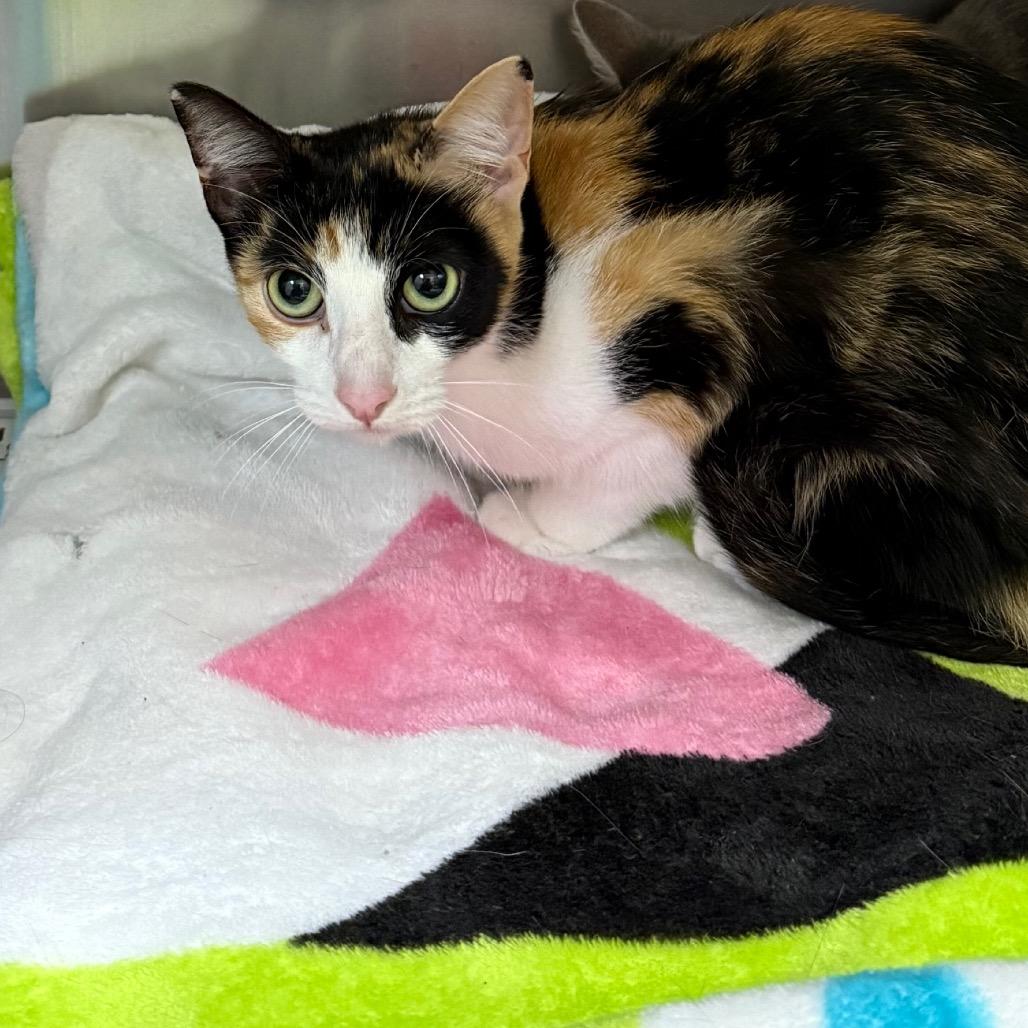 Enlarge Sage, a Adoptable American Shorthair in Galveston, TX image 2/4