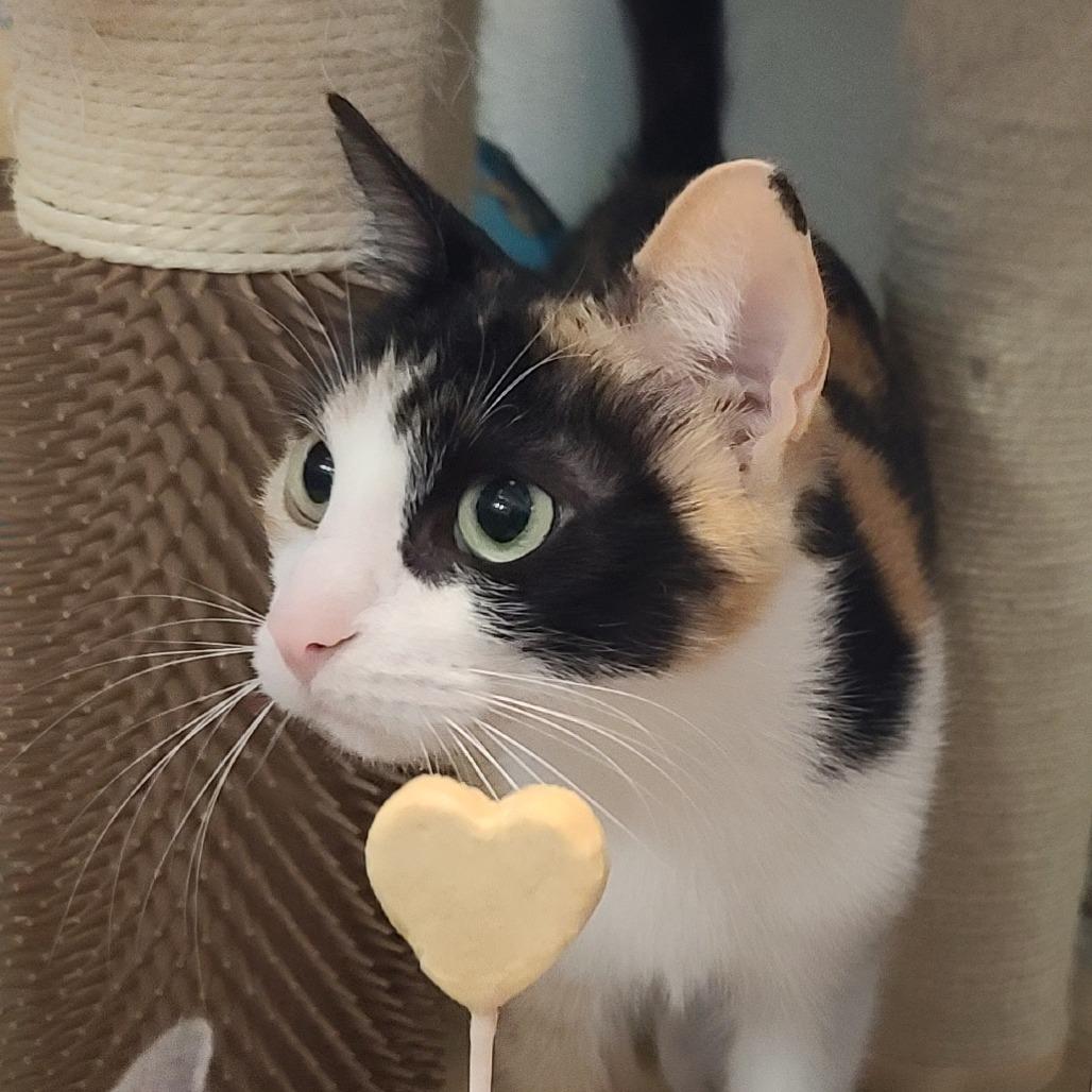 Enlarge Sage, a Adoptable American Shorthair in Galveston, TX image 3/4