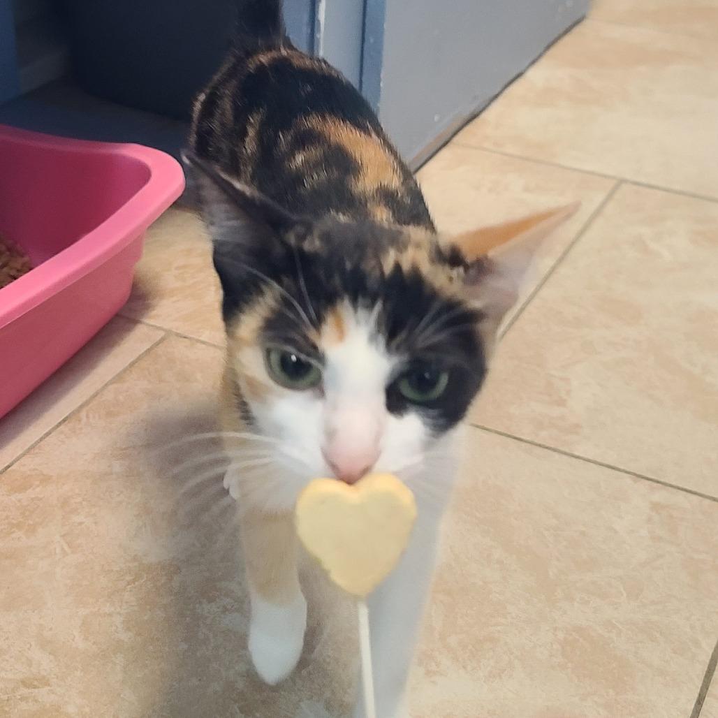 Enlarge Sage, a Adoptable American Shorthair in Galveston, TX image 4/4