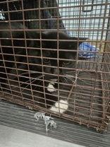 Bow, Adoptable, Adult Male Domestic Short Hair.
