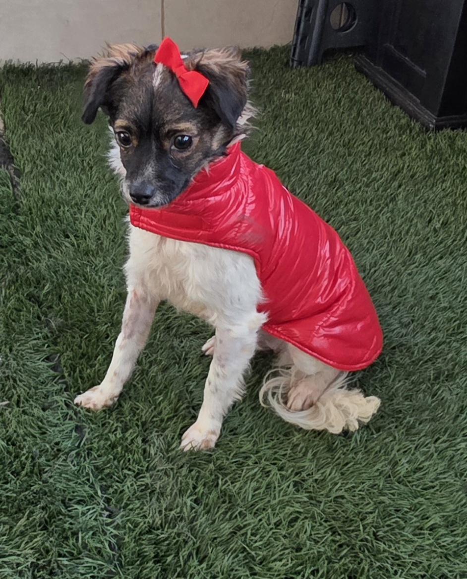 Luy, ADOPTABLE, Young Female Poodle & Chihuahua.