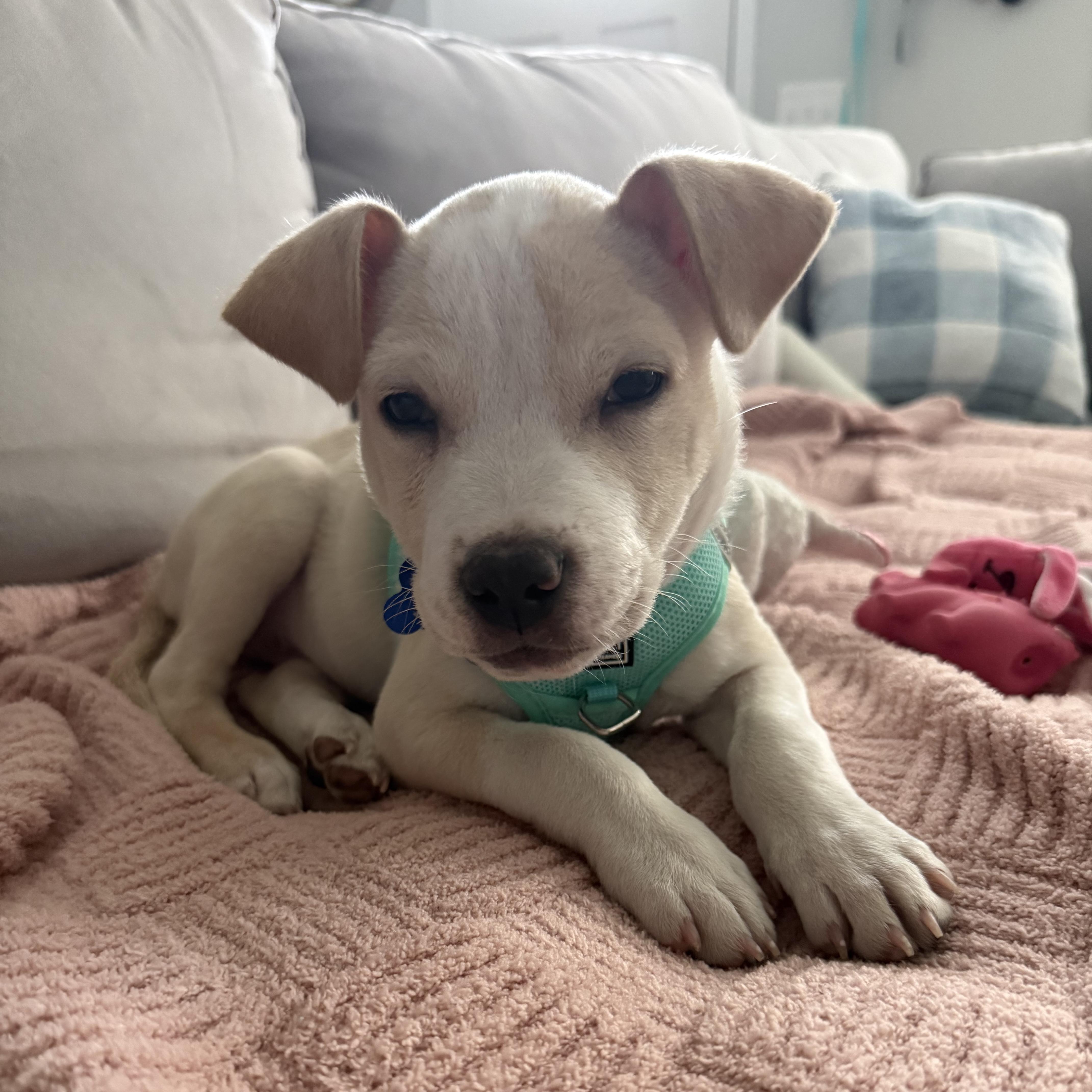 Kingsman — thumbnail 2