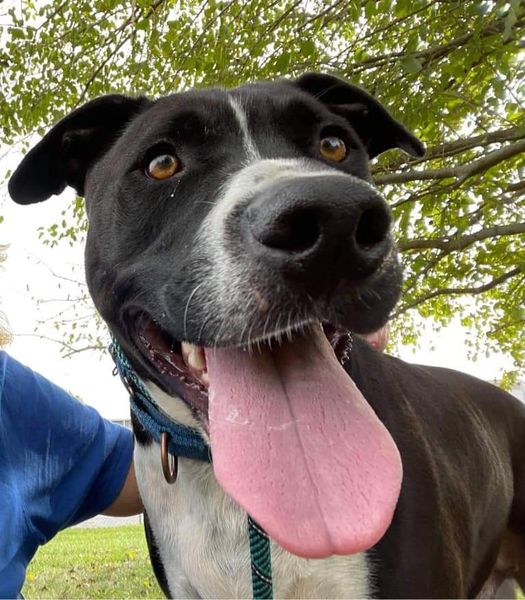Bronx, Adult Male Pit Bull Terrier