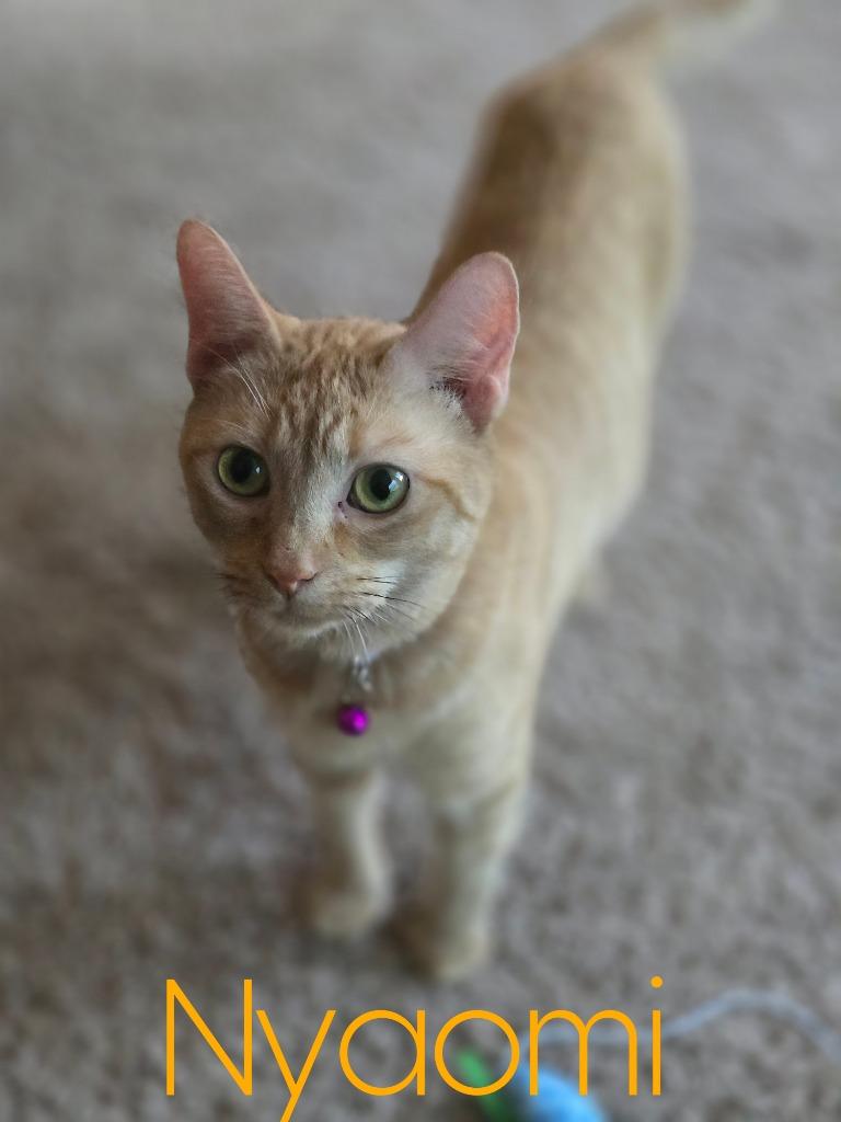 Enlarge Nyaomi, a Adoptable mixed breed in Evans, GA image 1/3