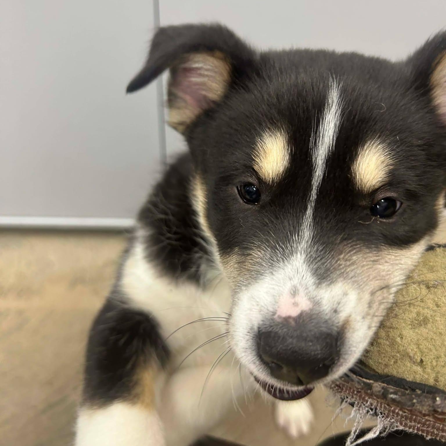 Enlarge Scooby, a ADOPTABLE mixed breed in Roosevelt, UT image 2/3