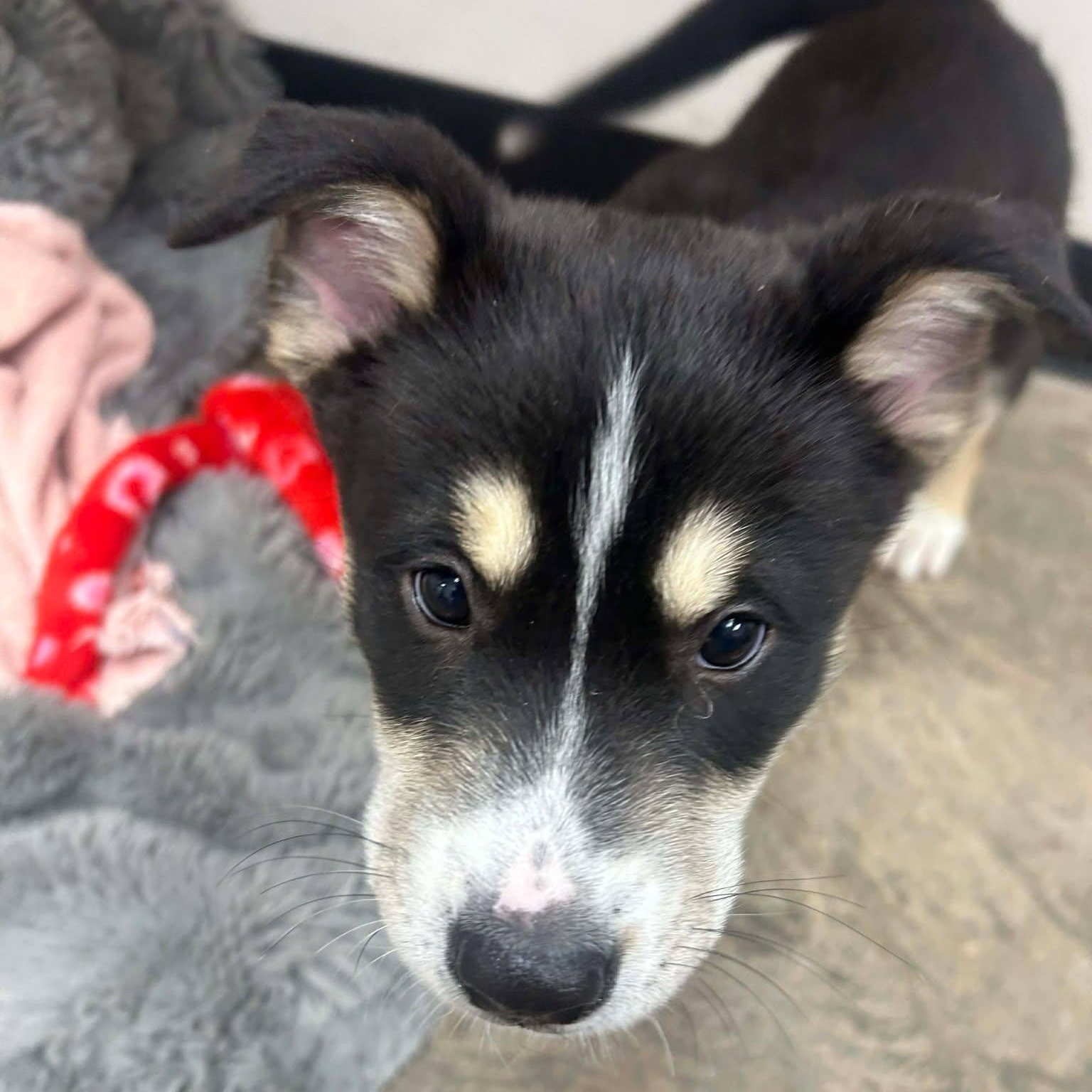 Enlarge Scooby, a ADOPTABLE mixed breed in Roosevelt, UT image 3/3