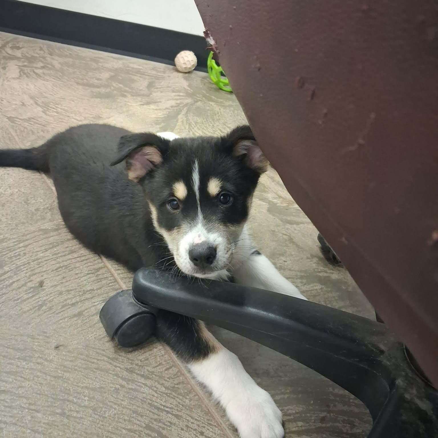 Enlarge Scooby, a ADOPTABLE mixed breed in Roosevelt, UT image 1/3