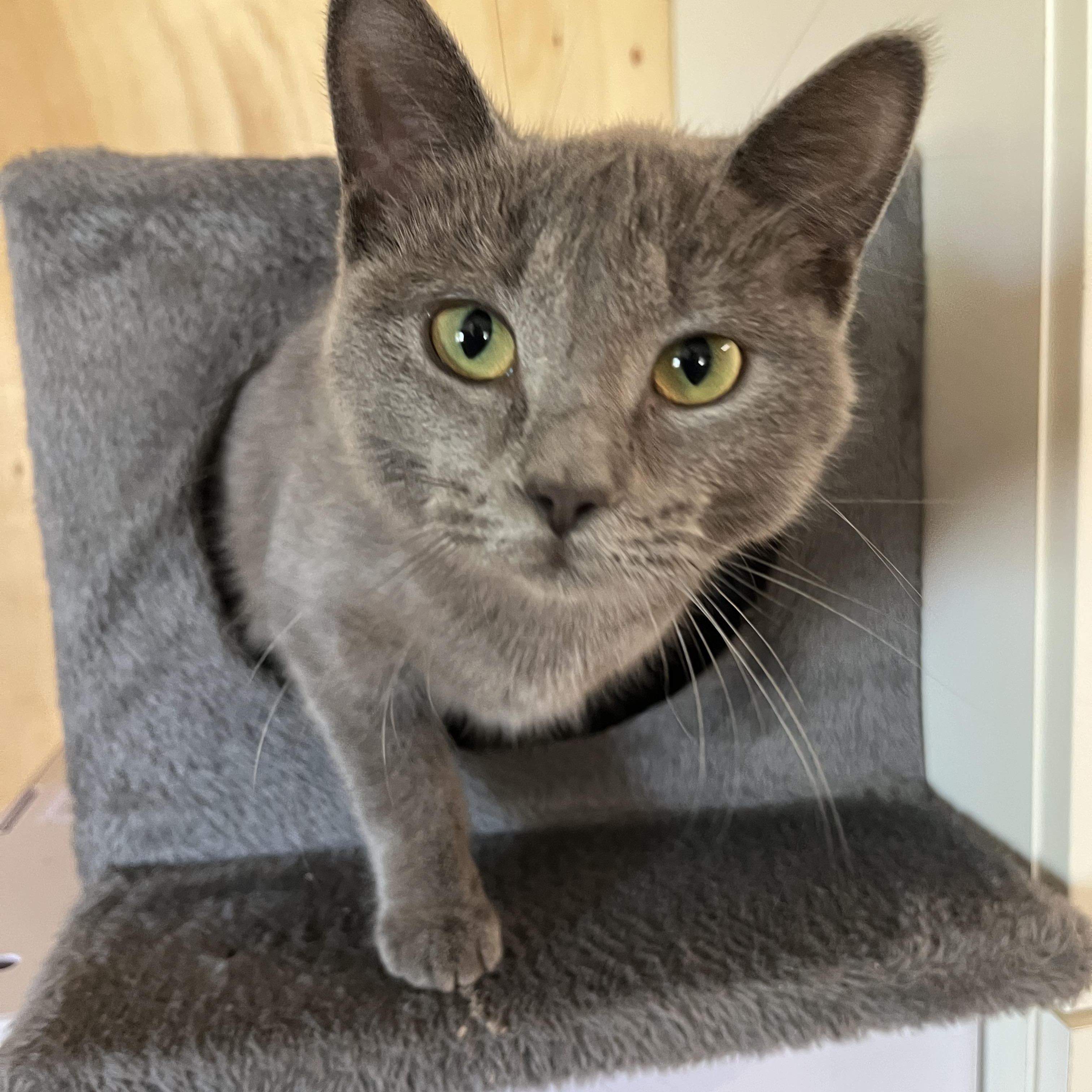 DALIDA (CR-SC), an adopted Domestic Short Hair in Sainte-Angele-de-Monnoir, QC image 2/6