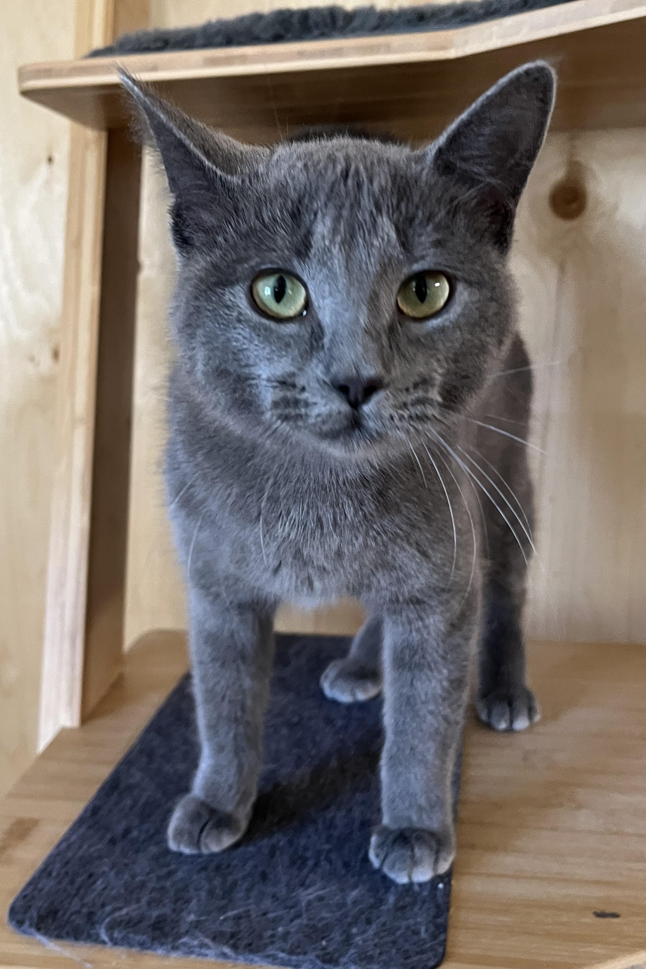DALIDA (CR-SC), adopted, Young Female Domestic Short Hair.