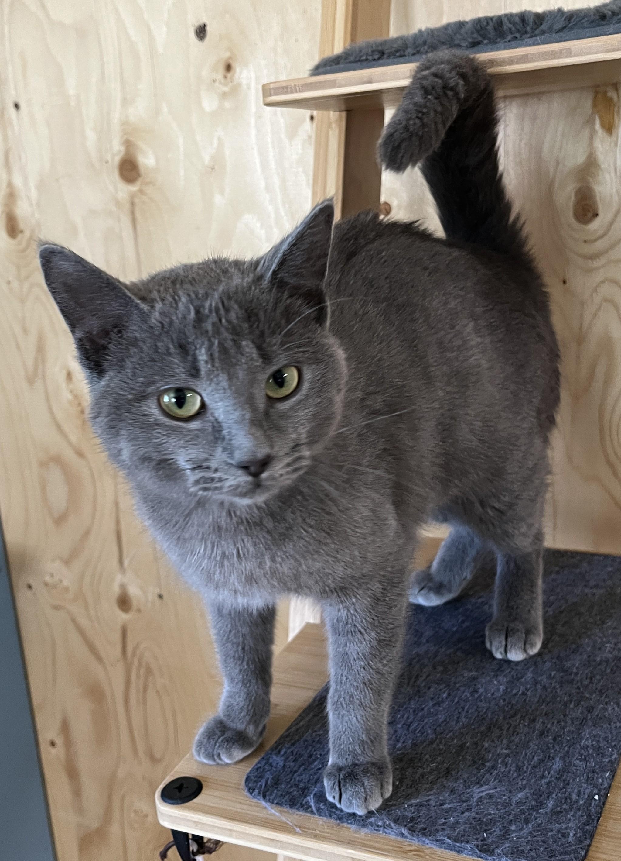 DALIDA (CR-SC), an adopted Domestic Short Hair in Sainte-Angele-de-Monnoir, QC image 4/6