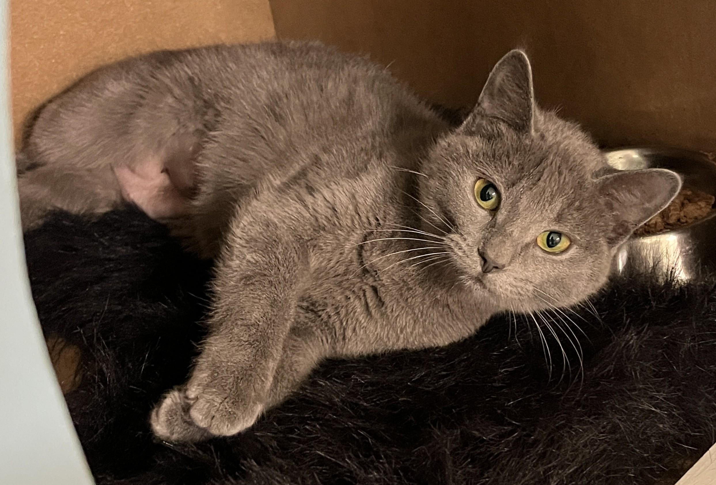 DALIDA (CR-SC), an adopted Domestic Short Hair in Sainte-Angele-de-Monnoir, QC image 3/6
