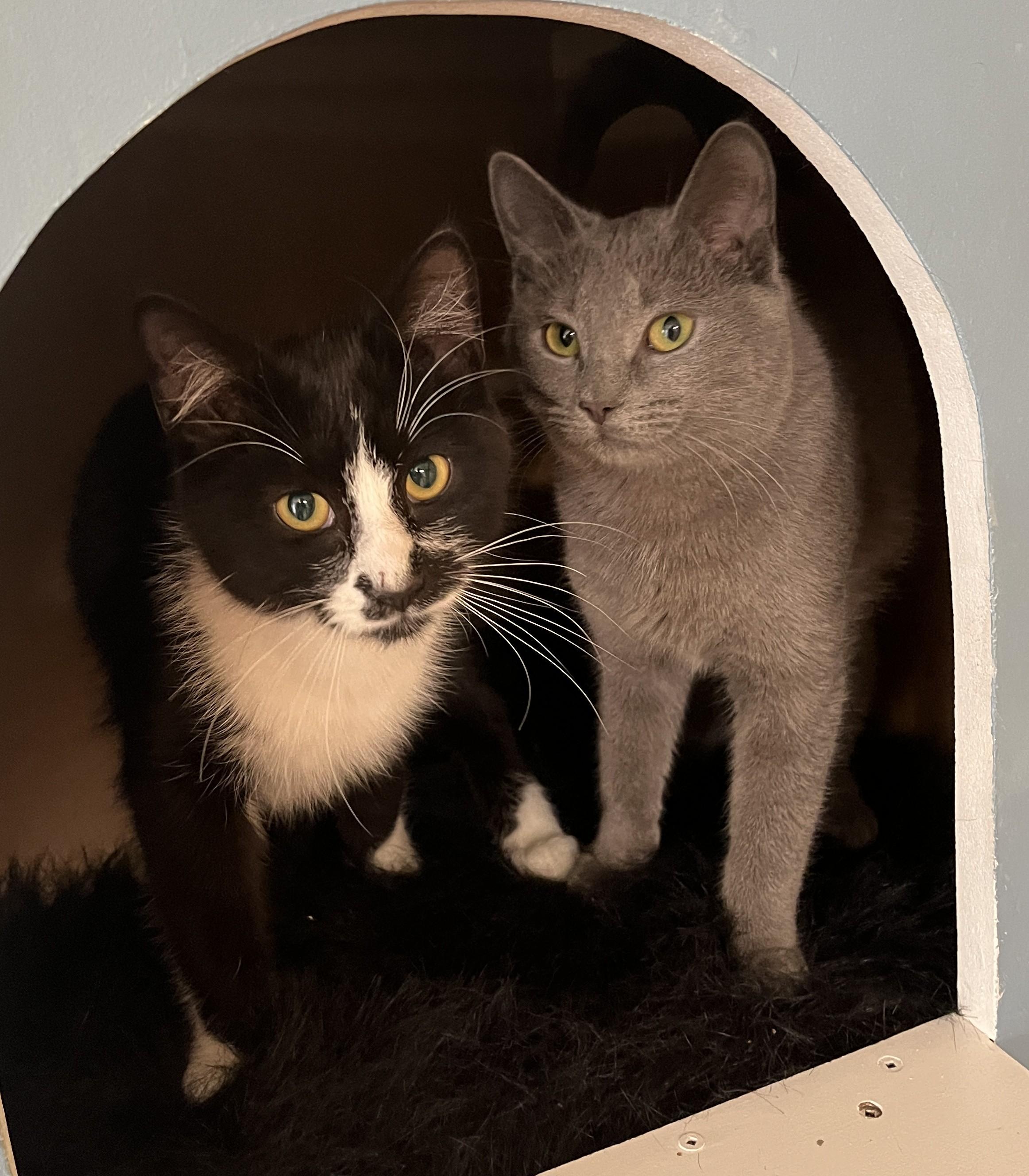 DALIDA (CR-SC), an adopted Domestic Short Hair in Sainte-Angele-de-Monnoir, QC image 5/6