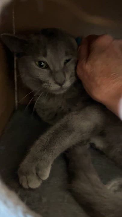 Enlarge DALIDA (CR-SC), an adopted Domestic Short Hair in Sainte-Angele-de-Monnoir, QC video 6/6