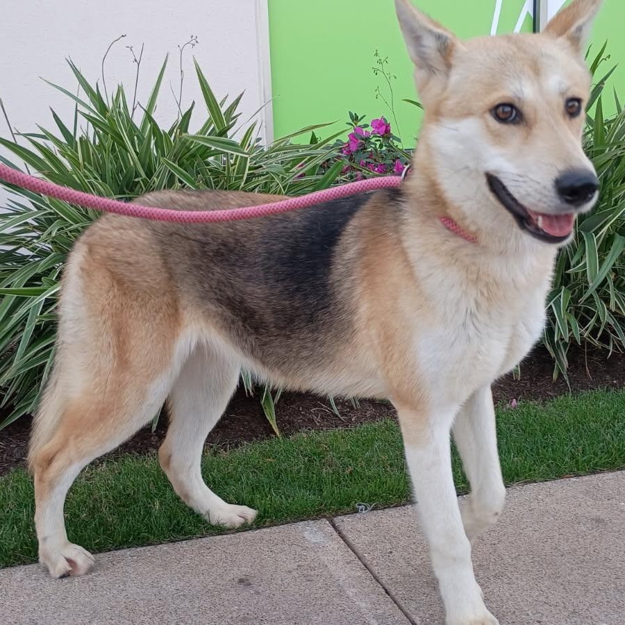 Meet Deja — The thumbnail 2