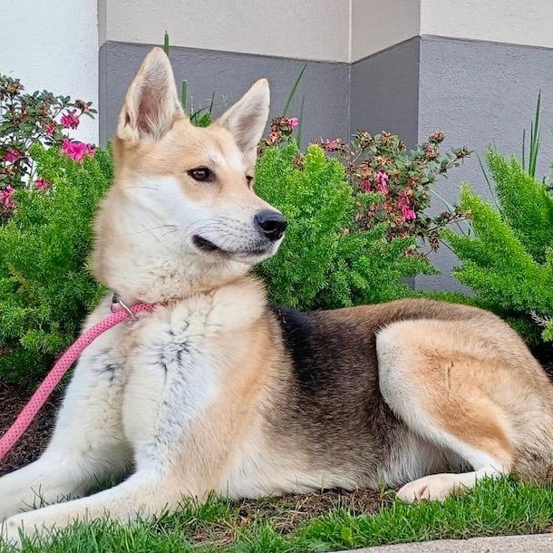 Meet Deja — The thumbnail 3